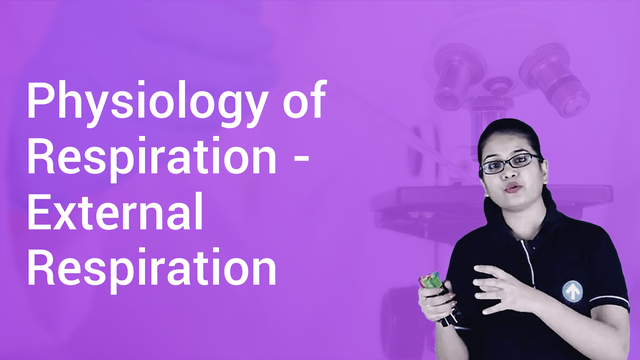 Physiology of Respiration - External Respiration in English | Biology ...