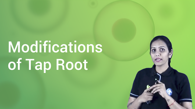 modifications-of-tap-root-in-hindi-biology-video-lectures