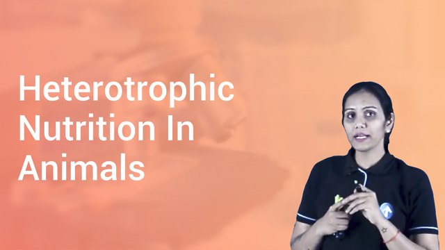 Heterotrophic Nutrition In Animals in English | Biology Video Lectures