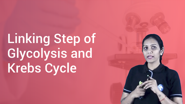 Linking Step Of Glycolysis And Krebs Cycle In Hindi