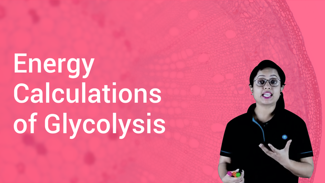 Energy Calculations of Glycolysis in English | Biology Video Lectures